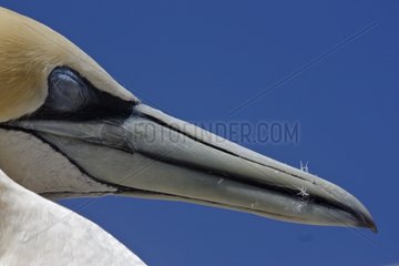 Close up of an Australasian Gannet in New Zealand