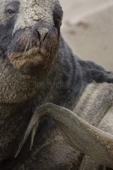 Portrait of a New Zealand Sea Lion on beach New Zealand