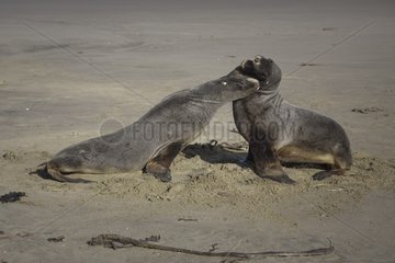 Two New Zealand Sea Lions on beach New Zealand