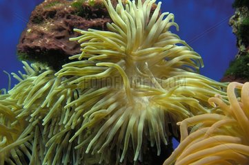Sea anemone oceanographical Museum of Monaco