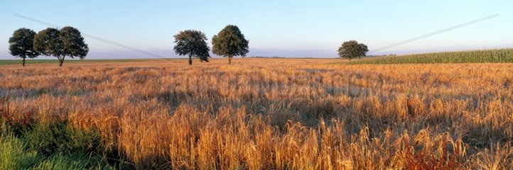 Champ de céréales et arbres au couchant en France