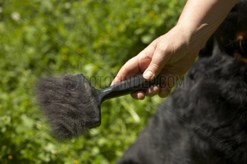 Brush filled with Beauceron hair
