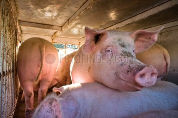 Road transport of Pigs for slaughter France