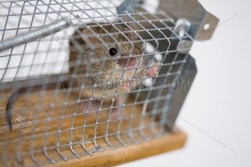 House mouse caught in a trap cage-France