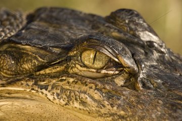 Blick des amerikanischen Alligators Louisiana