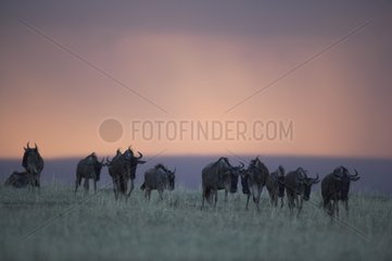 White-bearded Wildebeest migration Masaï Mara Kenya