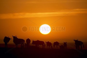Herd of White-bearded wildebeasts at sunset Masai Mara Kenya