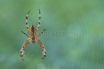 Araignée posée sur sa toile France