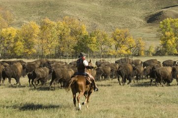 Cowboy pushing herd at Bison Roundup Custer State Park