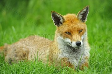 Roter Fuchs ruht in Grass England