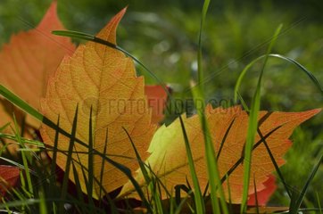 Leaves in a garden in autumn