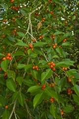 Fruit tree in the rainforest Borneo Malaysia