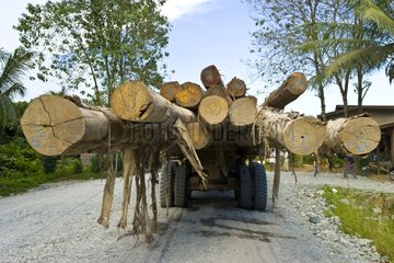 Transportation of logs Danum Valley Sabah Borneo Malaysia