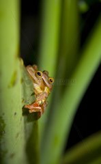 Borneo Eared Frog mating Danum Valley Malaysia Sabah Borneo