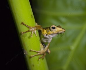 Borneo Eared Frog on a stem Danum Valley Malaysia Borneo