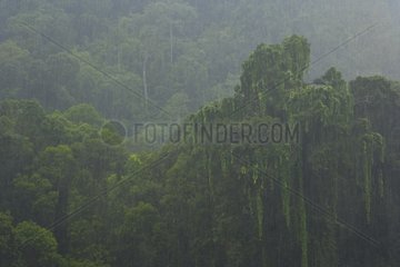 Rain in the rainforest Borneo Danum Valley Malaysia