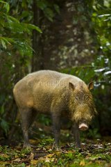 Bearded Pig Danum Valley Borneo Malaysia