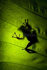 Silhouette of Eared Frog on a leaf Danum Valley Malaysia