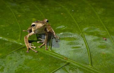 Eared Frog on a leaf Danum Valley Borneo Malaysia