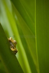 Borneo Eared Frog on a leaf Danum Valley Malaysia Borneo