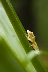 Borneo Eared Frog on a leaf Danum Valley Malaysia Borneo
