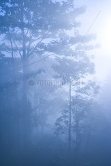 Mist in Rainforest Danum Valley Borneo Malaysia