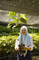 Woman in a Tree Nursery Danum Valley Borneo Malaysia
