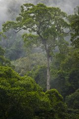Rain in the rainforest Borneo Danum Valley Malaysia
