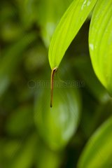 Leech on a leaf Borneo Danum Valley Malaysia
