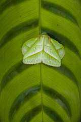 Mimetic butterfly leaf Borneo Danum Valley Malaysia