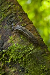 Millipede on trunk Borneo Danum Valley Malaysia
