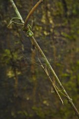 Stick insect on a branch Danum Valley  Borneo Malaysia