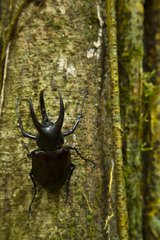Rhinoceros Beetle on trunk Borneo Danum Valley Malaysia