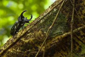 Rhinoceros Beetle on trunk Borneo Danum Valley Malaysia