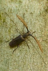 Beetle on trunk Borneo Danum Valley Malaysia