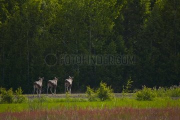 Elks walking back edge of the forest Finland
