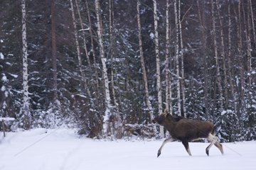 Elk walking on the edge of forest in winter Lapland Finland