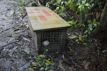 Trap poison cons mustelids New Zealand