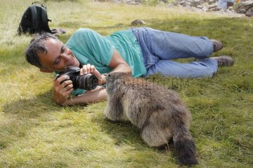 Alpine Marmot intrigued by the presence of the photographer