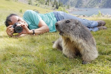 Alpine Marmot intrigued by the presence of photographers