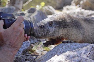 Alpine Marmot intrigued by the presence of photographer
