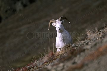 Dall's Sheep