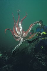 North Pacific Giant Octopus parachutes down on prey