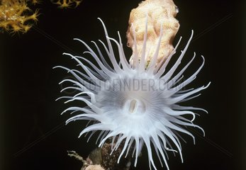 Mouth of White-spotted Rose Anemone California USA