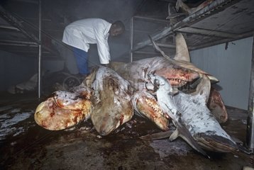 Frozen sharks caught in anti-shark net await dissection RSA