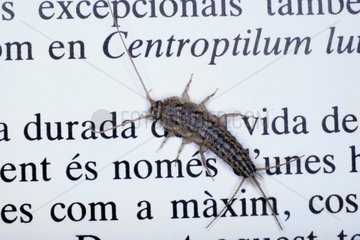 Silverfish on a book Spain
