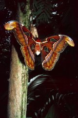 Giant Atlas moth wings opened