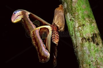 Giant Atlas moth on a tree trunk