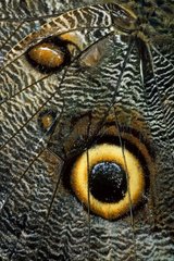 Detail of the wing of a Owl Butterfly