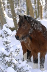 Icelandic horse in the snow in forest Center France